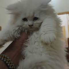 white kitten baby for sale and male for bread