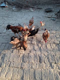 Hens for sell