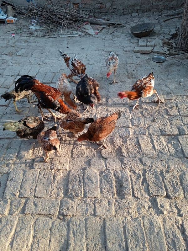 Hens for sell 1