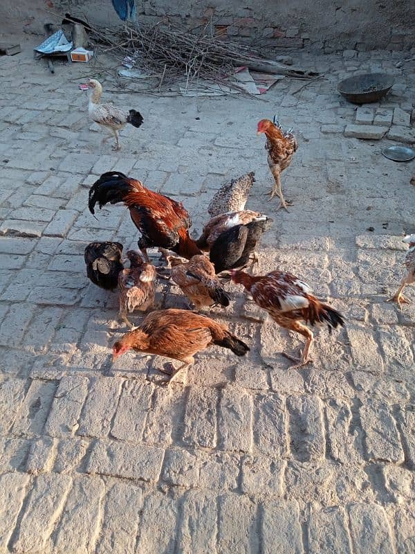 Hens for sell 2