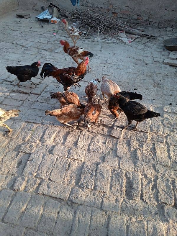 Hens for sell 3