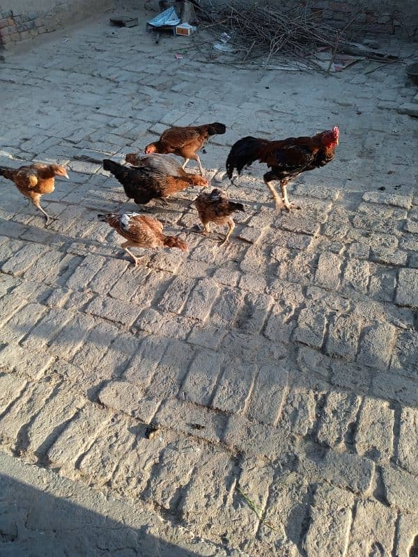 Hens for sell 4