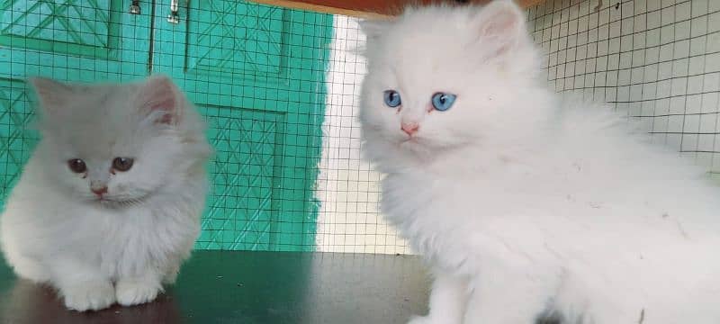 persian cats 1