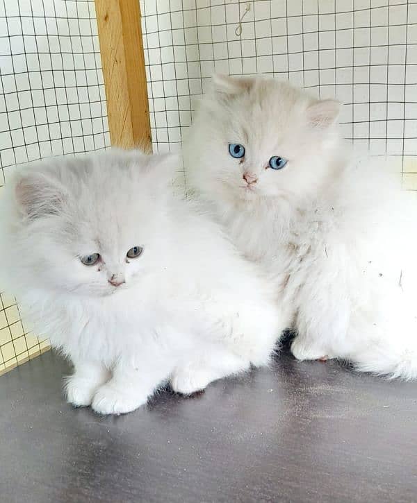 persian cats 2