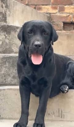 labrador pedigree female age 2 years breeder female for sale