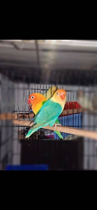 PARBLUE OPALINE SPLIT PALEFALLOW X GREEN OPALINE/B1B2/PALEFALLOW
