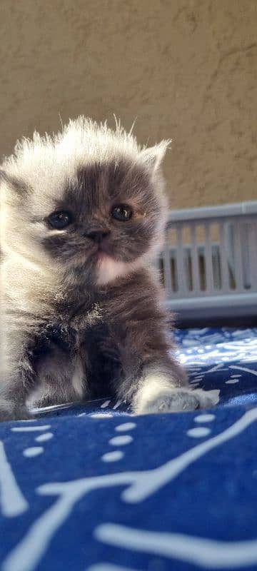 peki x persian pair available 3