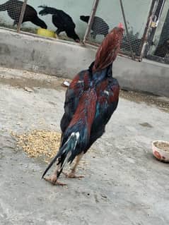 Thai cross,/Lakha/Breader Murgha