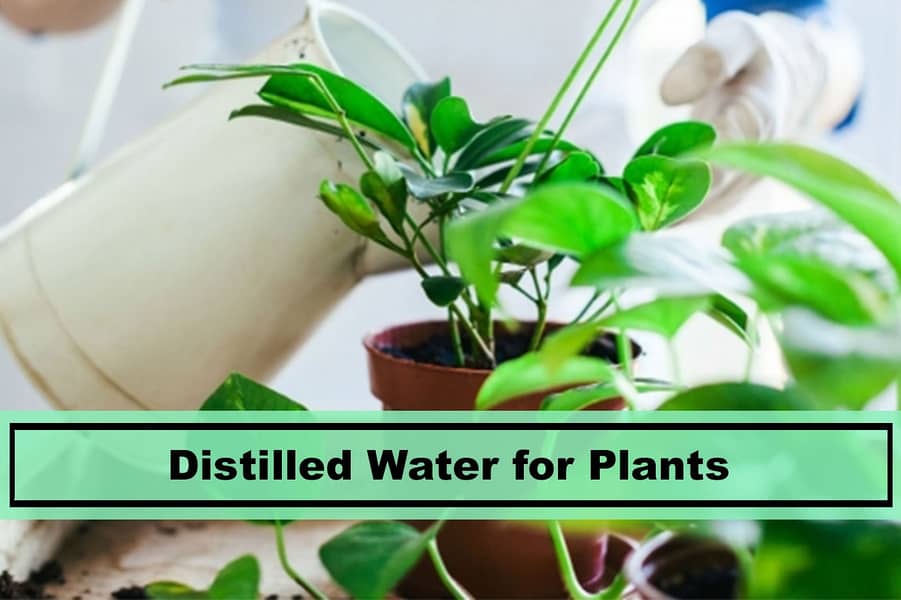 Distilled Deionized Water 12