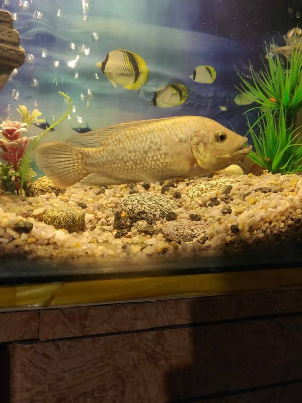 Tilapia pair 2