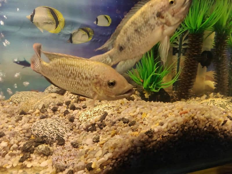 Tilapia pair 3