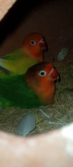 lutino pasnata, fisher, blue silkie, playmouth