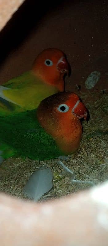 lutino pasnata red eyes, fisher lovebird 0