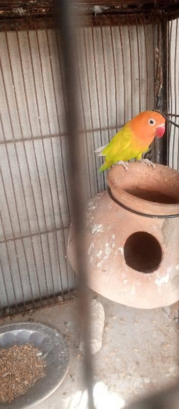 lutino pasnata red eyes, fisher lovebird 1