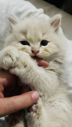 Persian kittens/ triple coated/ Vaccinated kittens available for sale