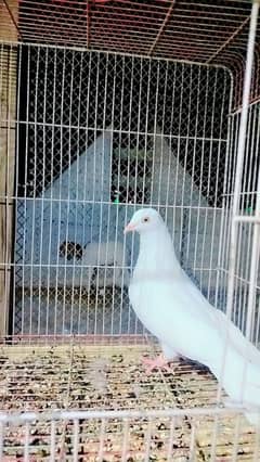 low flayer pigeon Patti wale or teddy kabutar