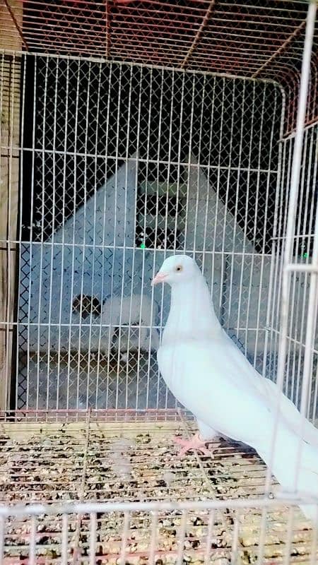 low flayer pigeon Patti wale or teddy kabutar 0