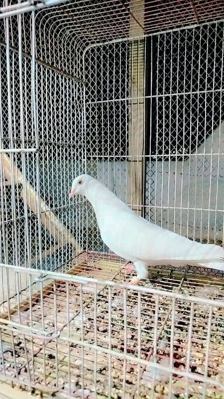 low flayer pigeon Patti wale or teddy kabutar 1