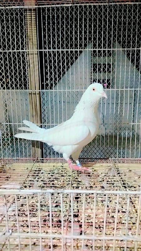 low flayer pigeon Patti wale or teddy kabutar 2