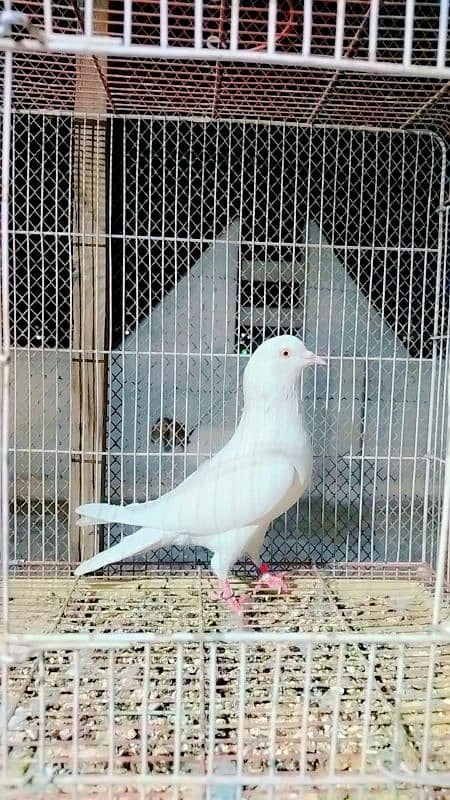 low flayer pigeon Patti wale or teddy kabutar 4