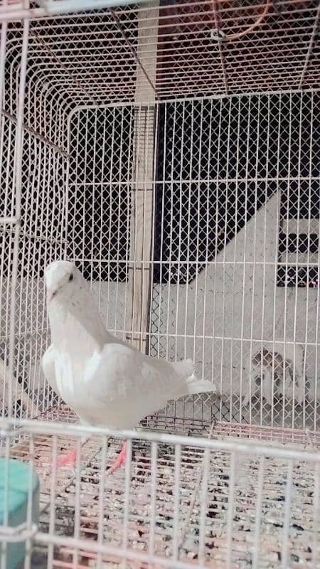 low flayer pigeon Patti wale or teddy kabutar 5