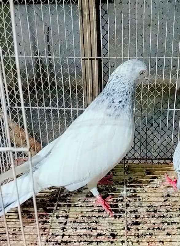 low flayer pigeon Patti wale or teddy kabutar 7