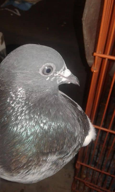 low flayer pigeon Patti wale or teddy kabutar 8