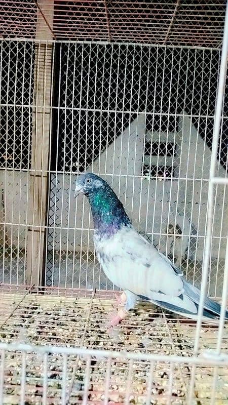 low flayer pigeon Patti wale or teddy kabutar 9