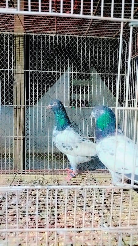 low flayer pigeon Patti wale or teddy kabutar 10