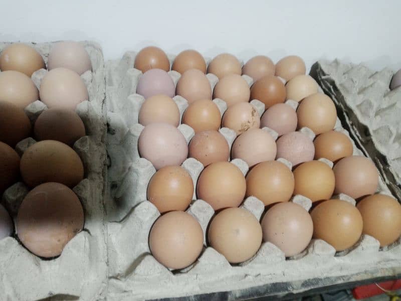 Ayam cemani and lohman Brown eggs gruy tounge fertail eggs 5