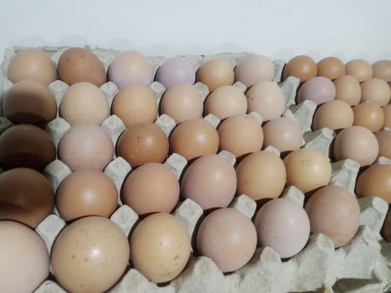 Ayam cemani and lohman Brown eggs gruy tounge fertail eggs 6