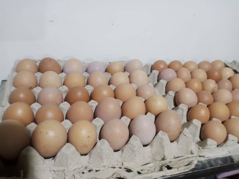 Ayam cemani and lohman Brown eggs gruy tounge fertail eggs 7