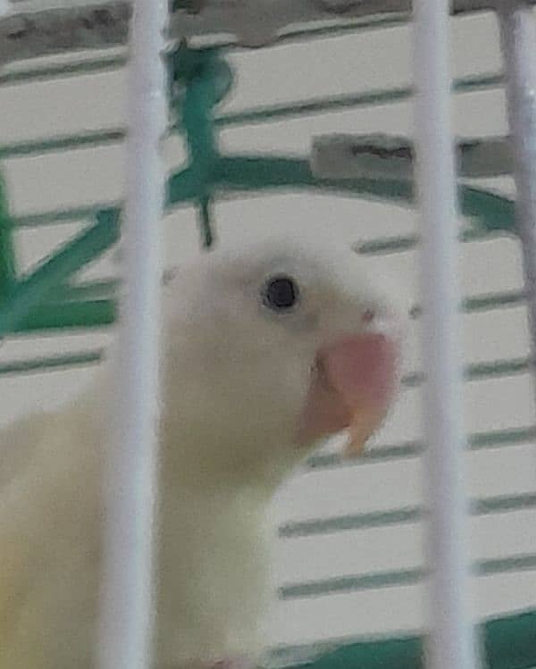 albino black eye best breeding pair with 4 chicks 0