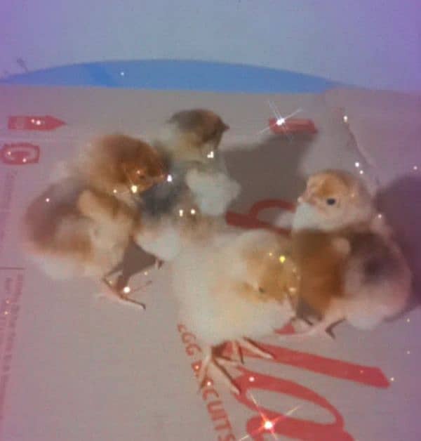 saplish wyandotte chicks sahmo chicks onagadori chicks Available ha 0