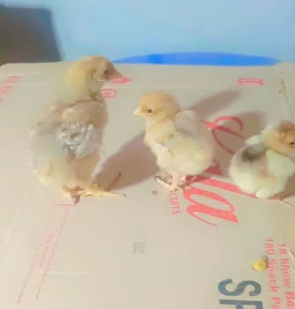 saplish wyandotte chicks sahmo chicks onagadori chicks Available ha 1