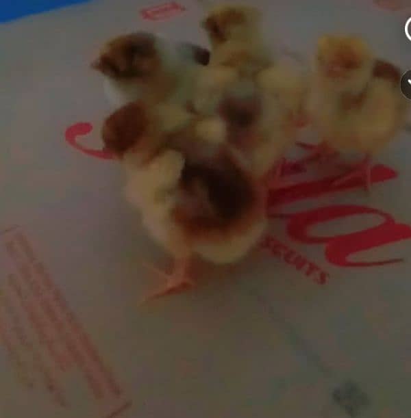 saplish wyandotte chicks sahmo chicks onagadori chicks Available ha 2