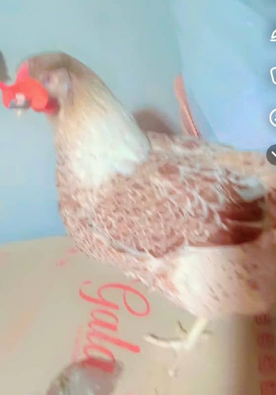 saplish wyandotte chicks sahmo chicks onagadori chicks Available ha 4