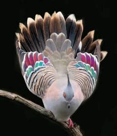 Australian Crested Dove