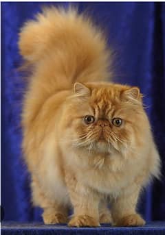 Persian cat with punch face and doll face.