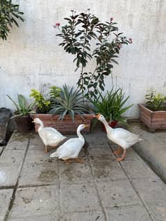 White long neck duck