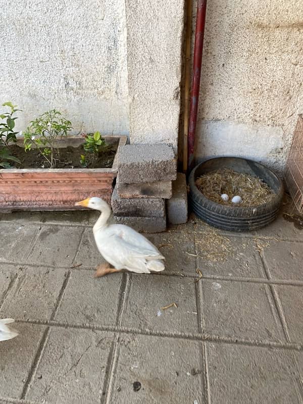 White long neck duck 3