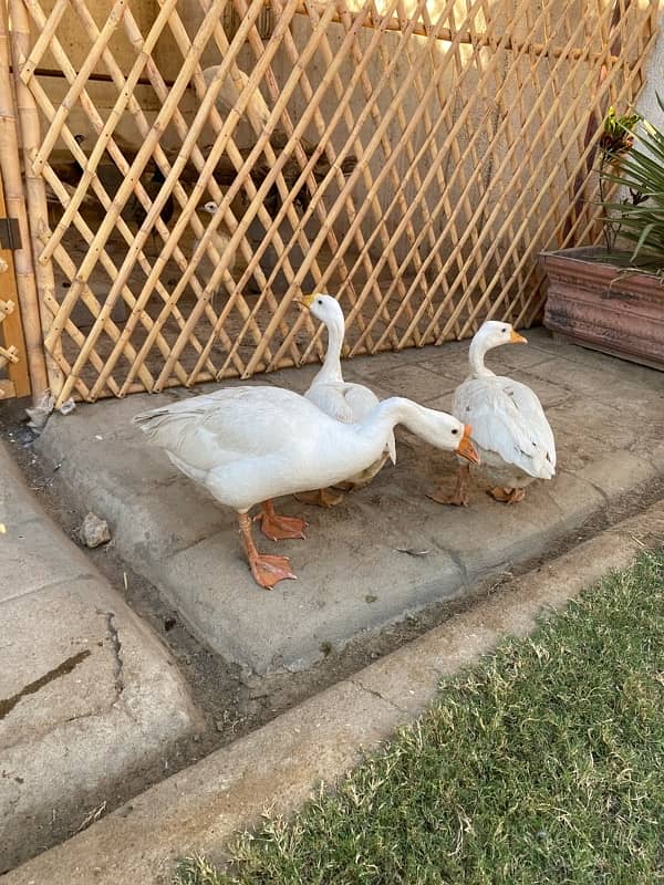 White long neck duck 5