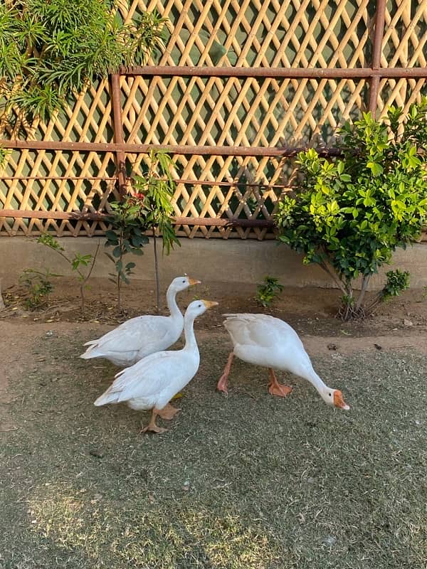 White long neck duck 6