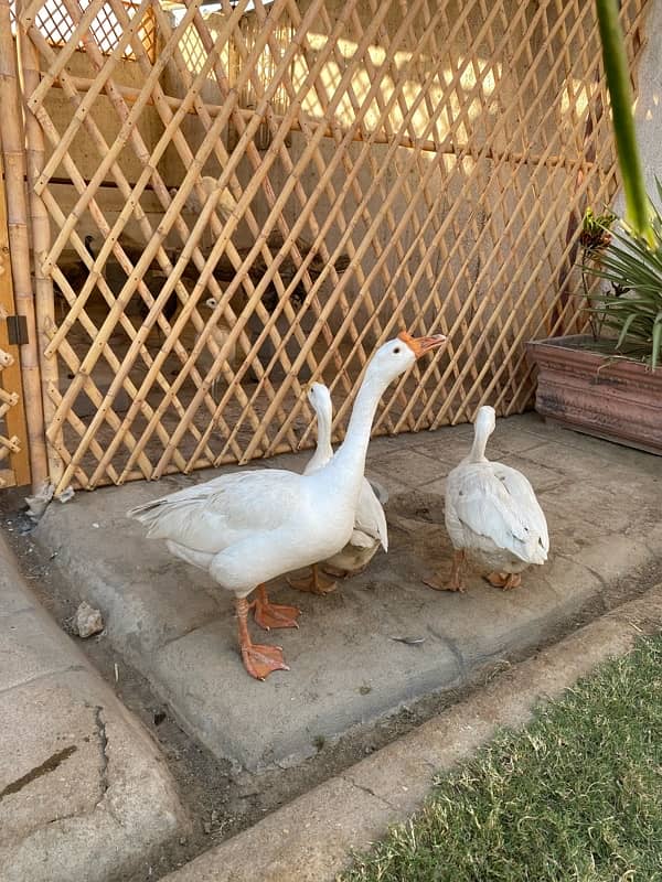 White long neck duck 8