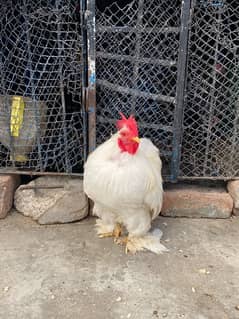 Bantam