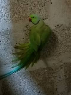 hand tame parrot male