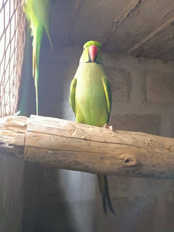 hand tame parrot male 6