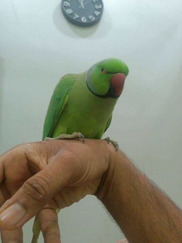 hand tame parrot male 8