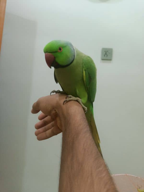 hand tame parrot male 9