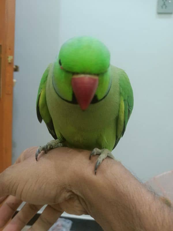 hand tame parrot male 10